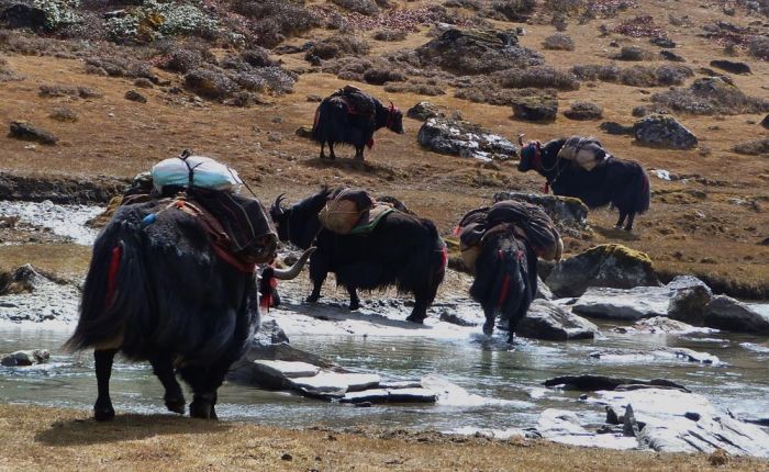 G.Phunsum Trek Oktober2015 441.jpg