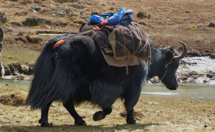 G.Phunsum Trek Oktober2015 437.jpg